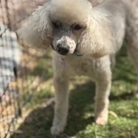 adopt-pet
