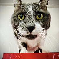 adopt a pet