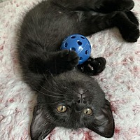 adopt a pet