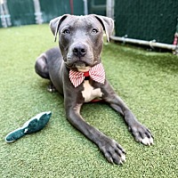adopt a pet