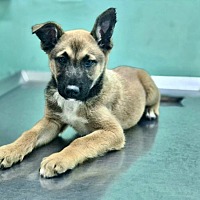 adopt a pet