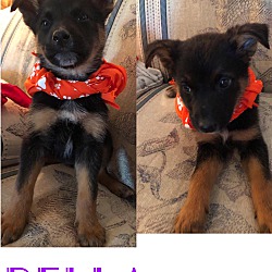 Photo of Bella/adopted