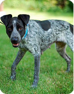 Australian Cattle Dog Pointer Mix Goldenacresdogs Com