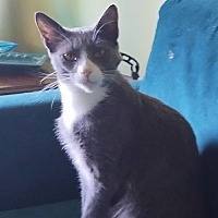 adopt a pet