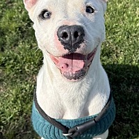 adopt a pet