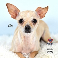 adopt a pet