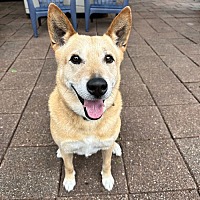 adopt a pet