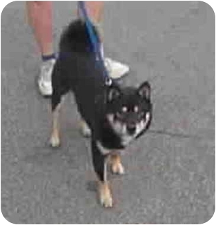 Albany Ny Shiba Inu Meet Henry A Pet For Adoption