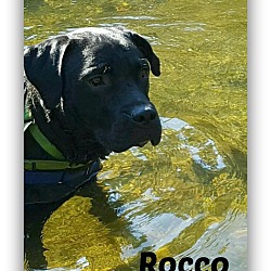 Thumbnail photo of Rocco - Pending #3