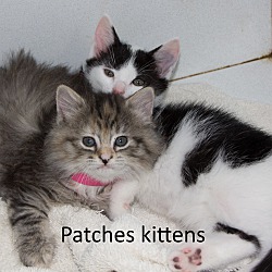 Thumbnail photo of Patches Kittens #3