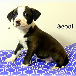 Thumbnail photo of Scout~adopted! #1
