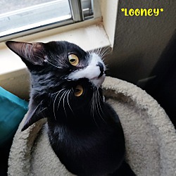 Photo of Looney