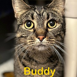 Photo of BUDDY Cat (Polydactyl)
