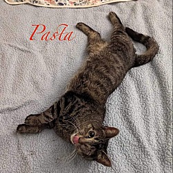 Thumbnail photo of Pasta #2