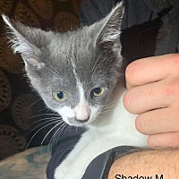 adopt a pet