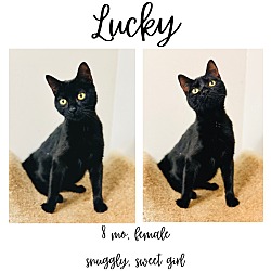 Thumbnail photo of Lucky #1