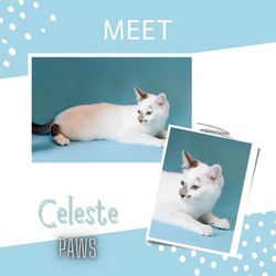 Thumbnail photo of Celeste #1