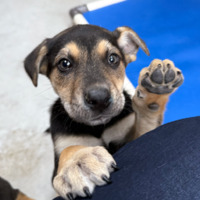 adopt a pet