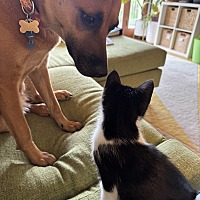 adopt a pet