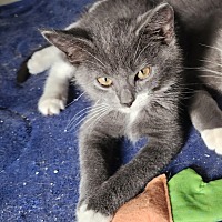 adopt a pet
