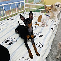 adopt a pet