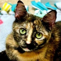 adopt-pet