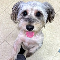 adopt-pet
