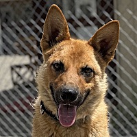 adopt a pet