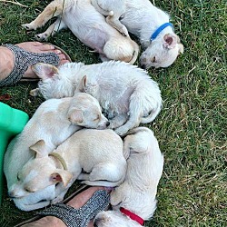 Thumbnail photo of Penny's Litter of 7 #3