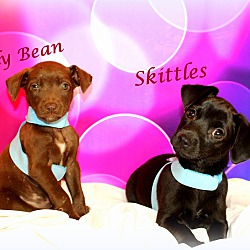 Thumbnail photo of Skittles~adopted! #4