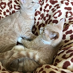 Photo of Cairo & Pharaoh (Bonded Kitten Pair)