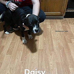 Thumbnail photo of Daisy #3