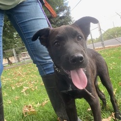 Photo of Bronco
