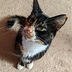 Photo of zz 'Piper courtesy listing