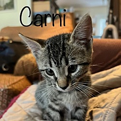Photo of Carni