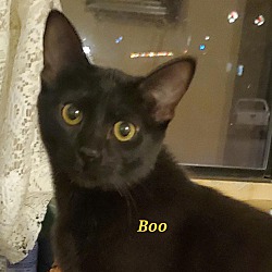 Thumbnail photo of Boo! #1