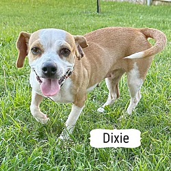 Thumbnail photo of Dixie #1