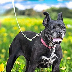 Photo of JETTIE DR Boston Terrier