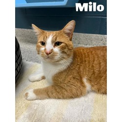 Thumbnail photo of Milo #2