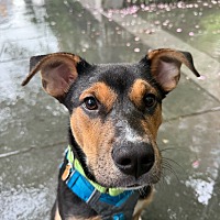 adopt a pet
