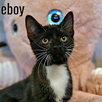 adopt a pet