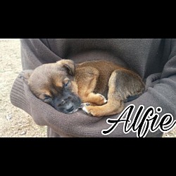 Photo of Alfie