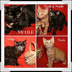 Thumbnail photo of Nicole & Kittens (Updated) #1
