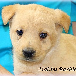 Thumbnail photo of Malibu Barbie~adopted! #4