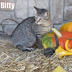 Thumbnail photo of Itty Bitty #1