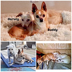Thumbnail photo of HARVEY & BUDDY  bonded #2