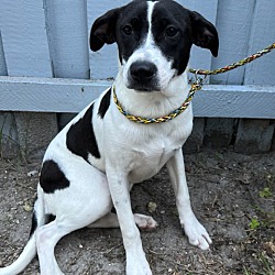 Rat terrier 2024 dalmatian mix