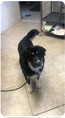 Middletown, NY - Great Pyrenees. Meet S'more a Pet for Adoption ...