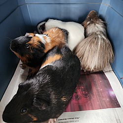 Photo of 6 guinea pigs