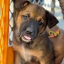 Thumbnail photo of Chet #4